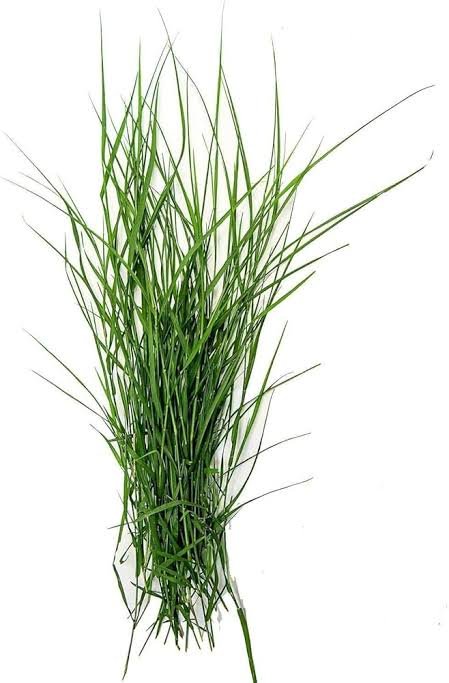 Durba grass